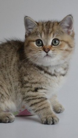 Vũ