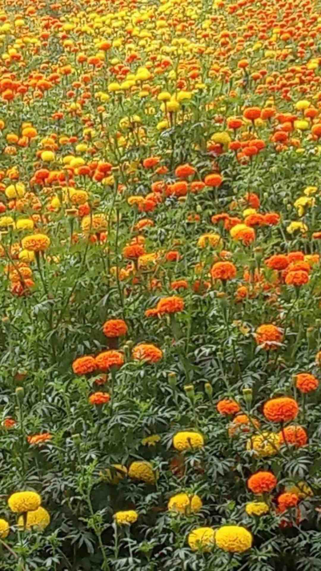 Kis kumar
