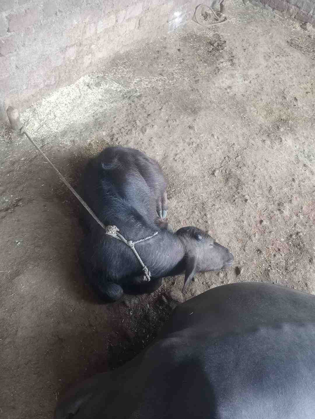 राज ठाकरे