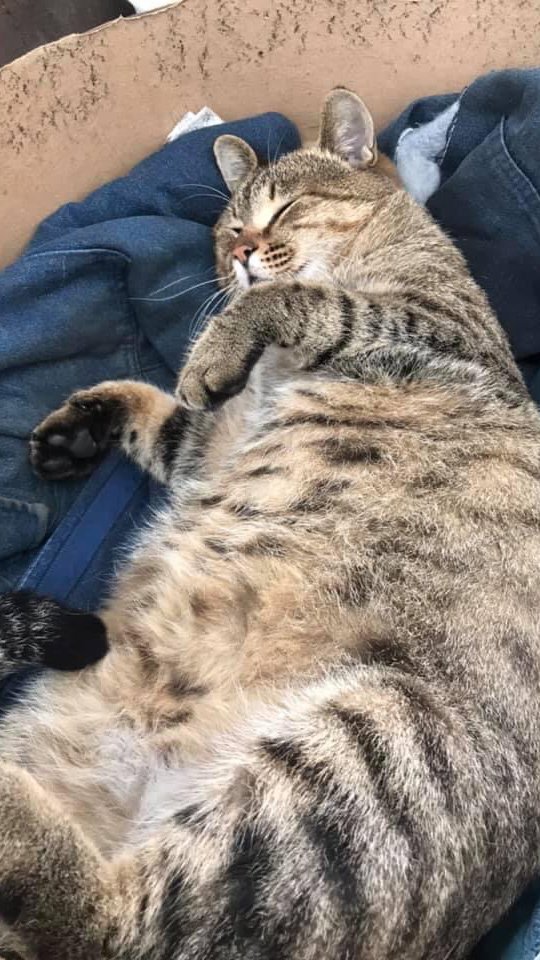 kiên