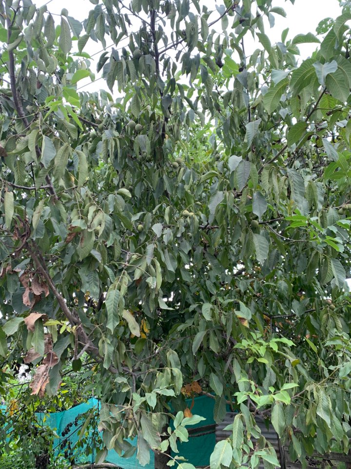 sohel