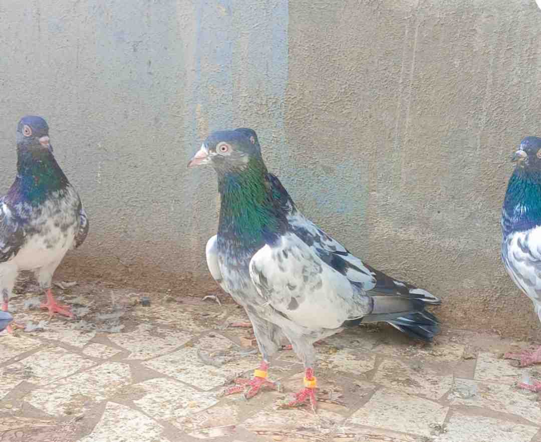 saba