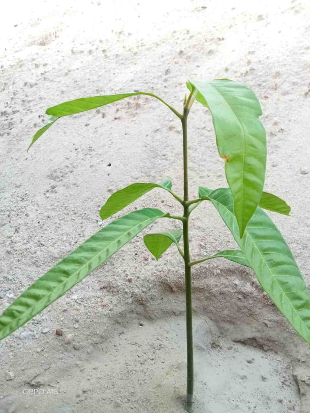 भैराराम कुमावत भैराराम कुमावत