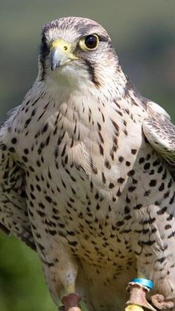 خالد
