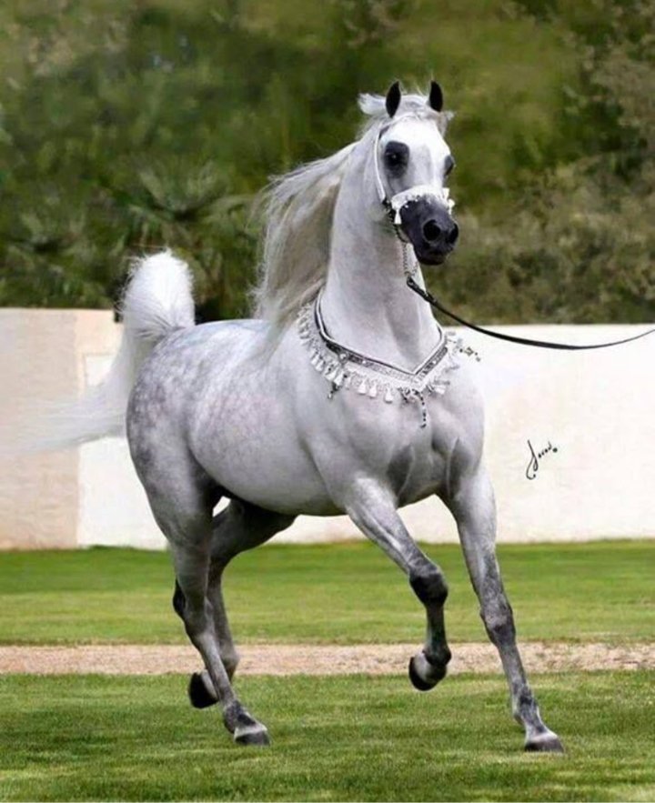 خيال