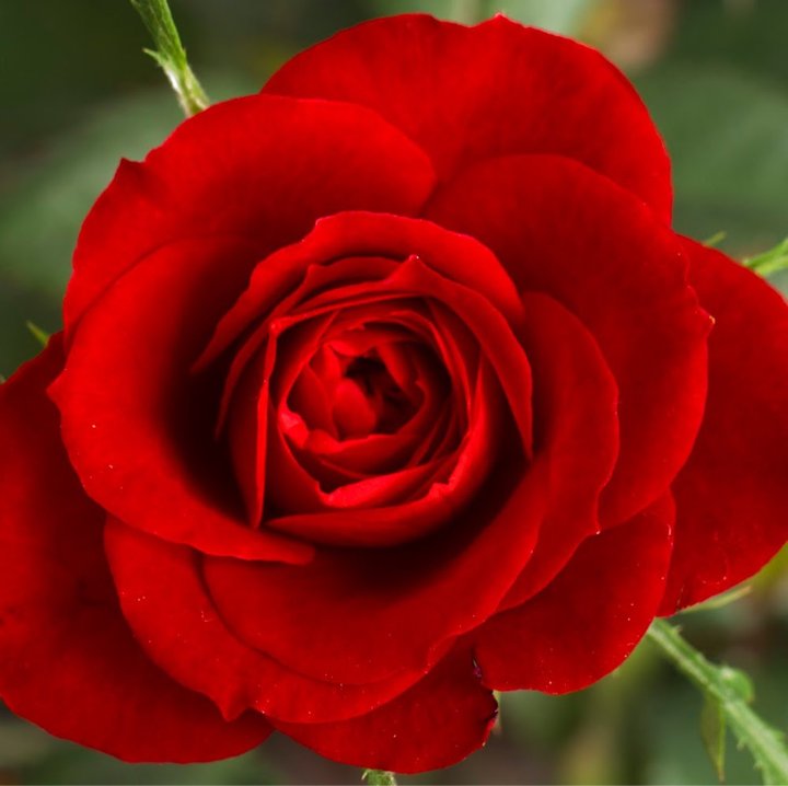 Flowerlove