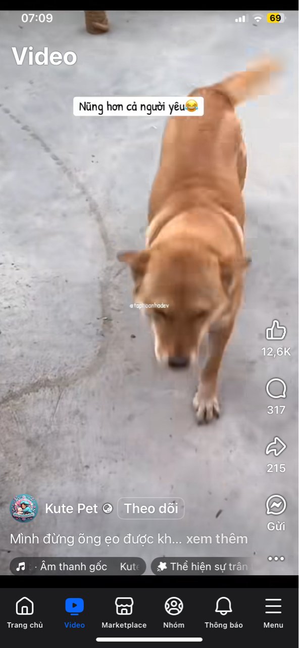 vũ