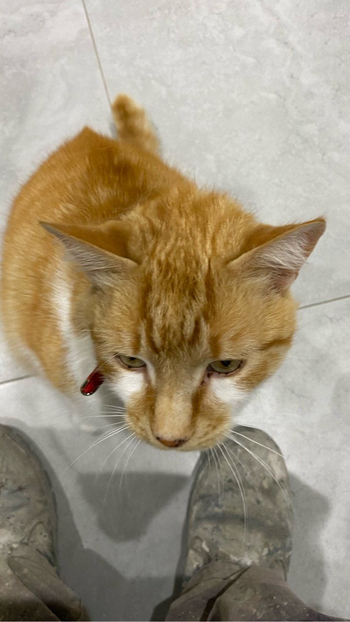 Micho