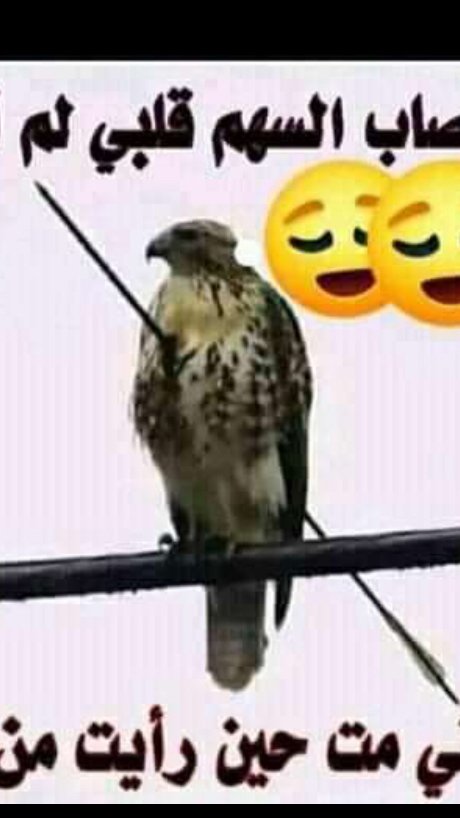 الحربي احمد