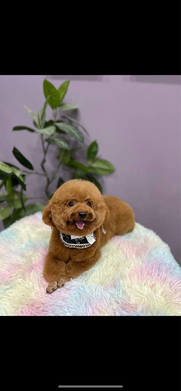 dolly le