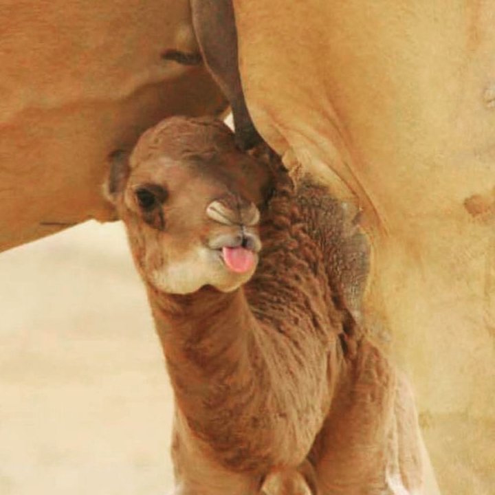 H Al Nuaimi