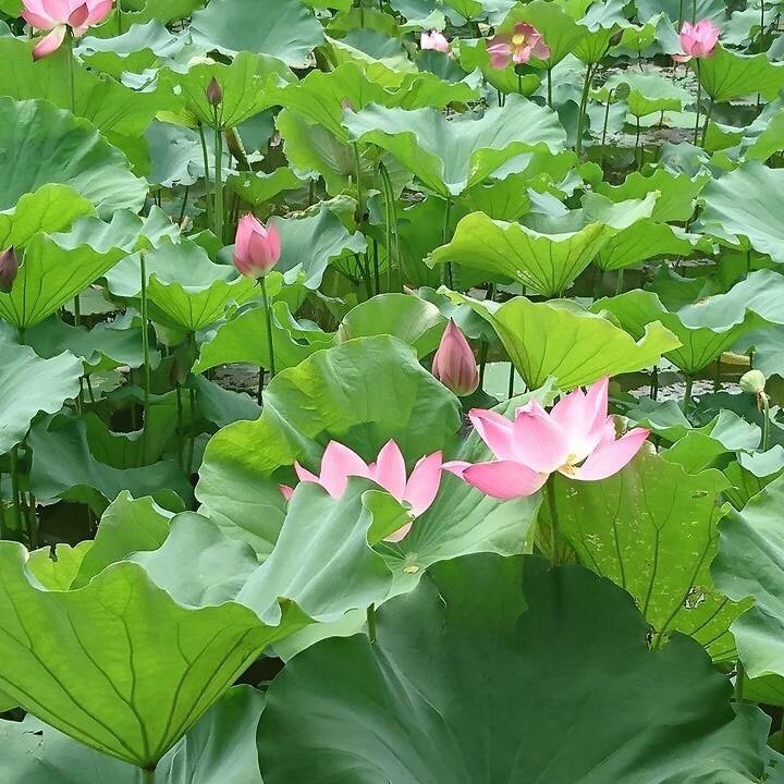 Minh Huy