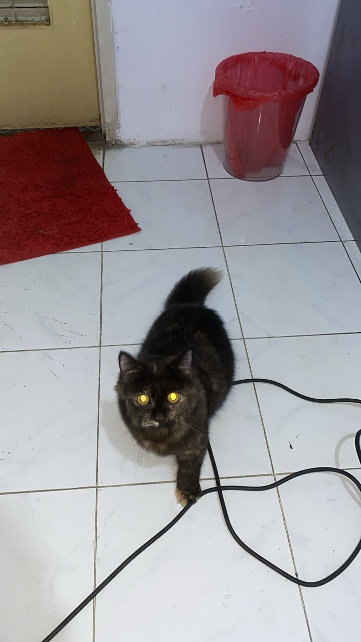 mikas